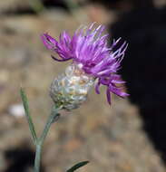 Image of Centaurea sarandinakiae Illarionova