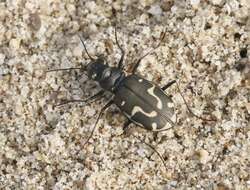 Image of Cicindela (Cicindela) hirticollis gravida Le Conte 1851