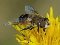 Image of Syrphid fly