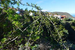 Image of Rhamnus crenulata Ait.