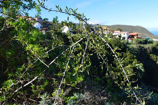 صورة Rhamnus crenulata Ait.