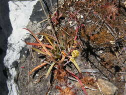 Image of Redleaf crassula