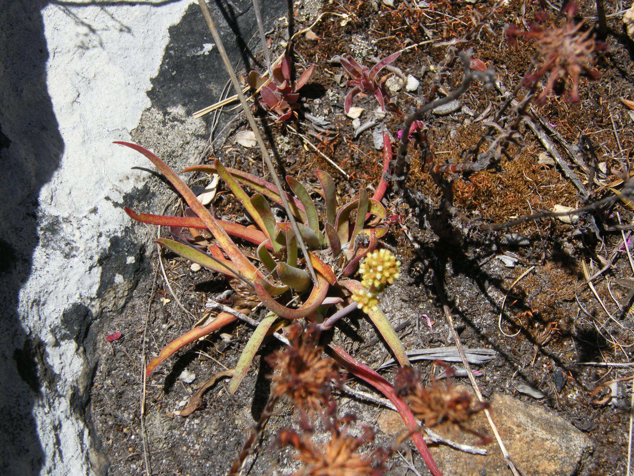 Image of Redleaf crassula