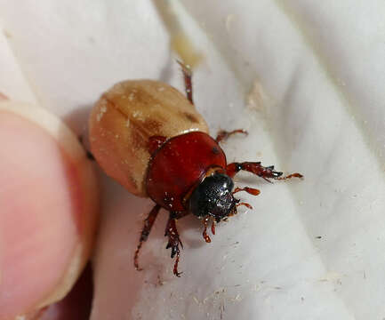 Cyclocephala melanocephala (Fabricius 1775)的圖片