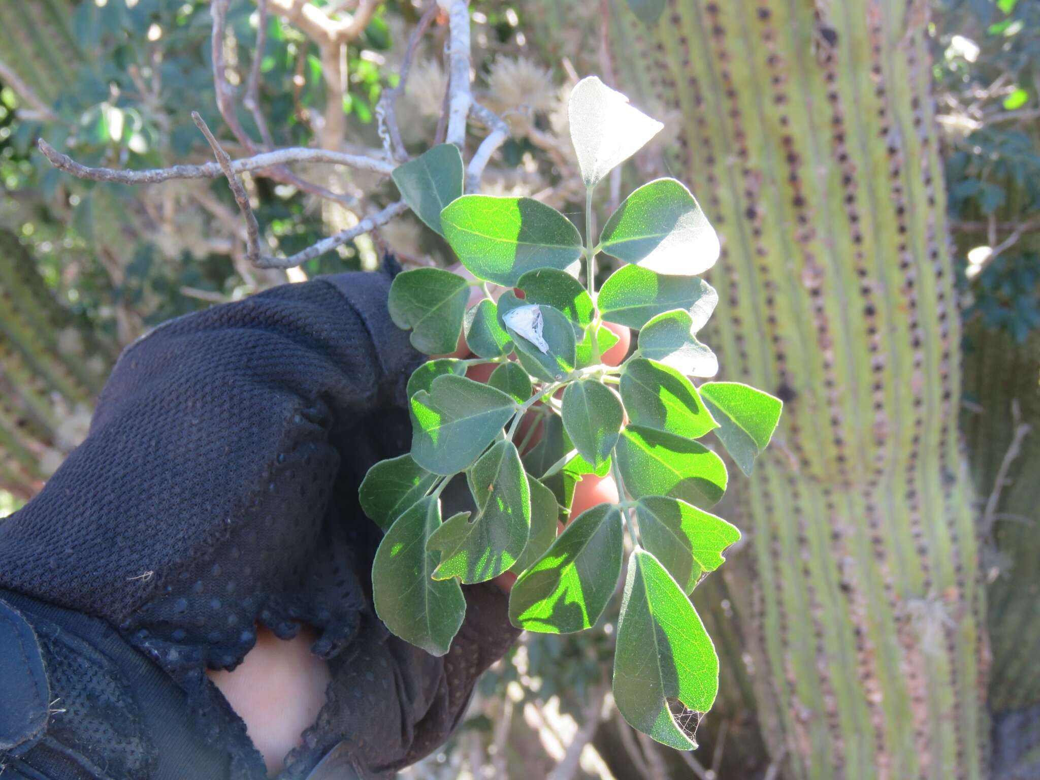 Image of balsam torchwood