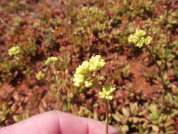 Image of Crassula pubescens subsp. radicans (Haw.) Tölken