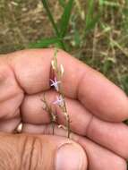 Image of Nuttall's lobelia