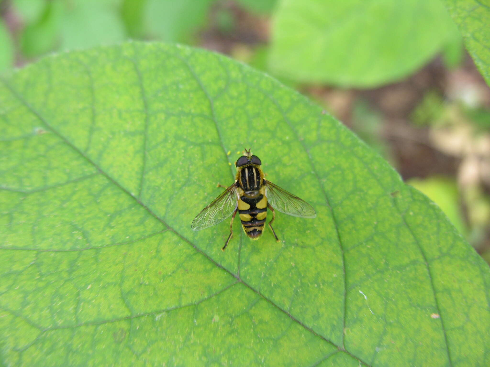 Image of Helophilus fasciatus Walker 1849