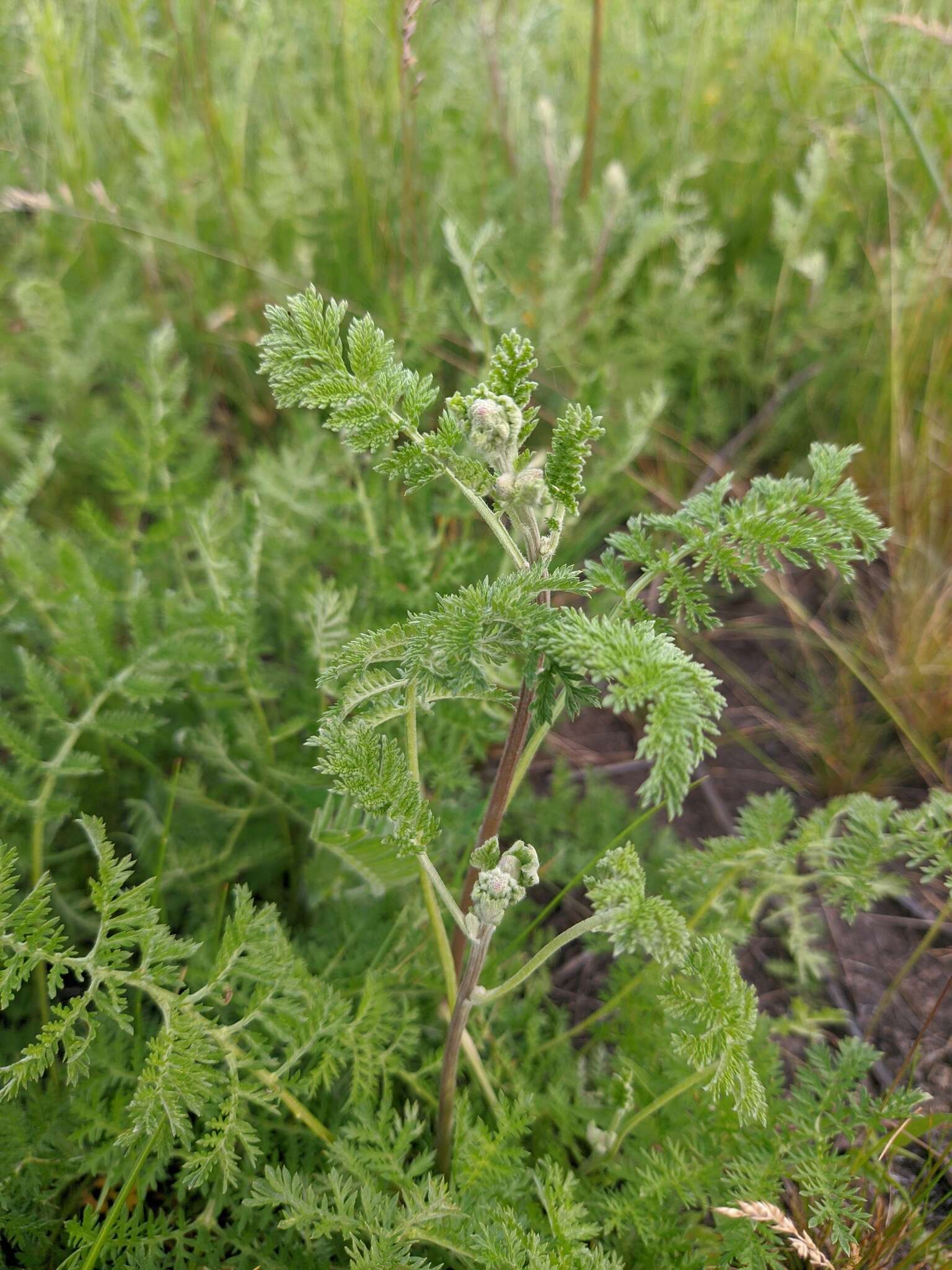 Image of Siberian wormwood