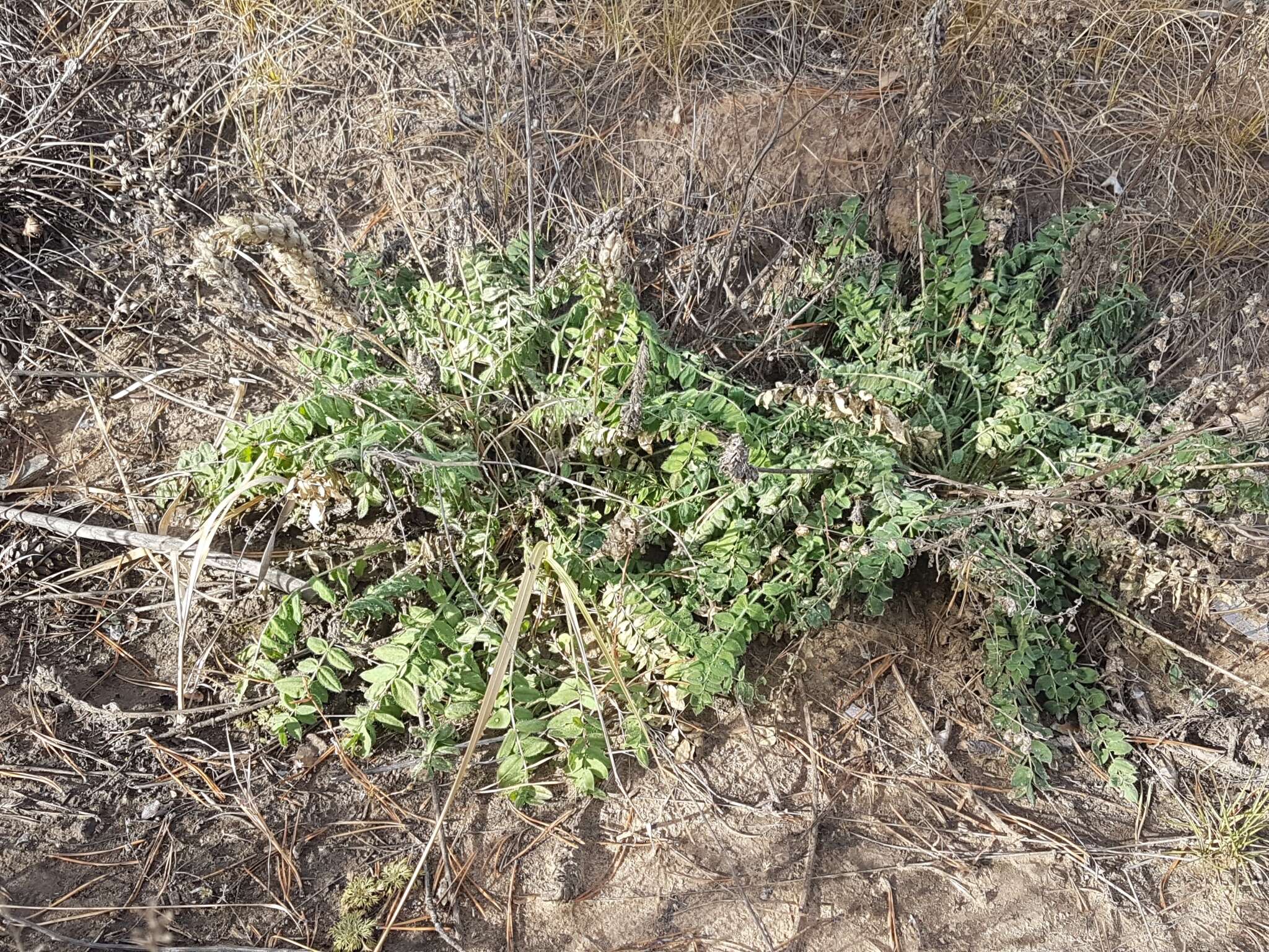 Image of Oxytropis sylvatica (Pall.) DC.