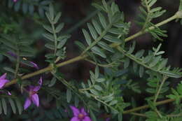 Image of Lovely Boronia