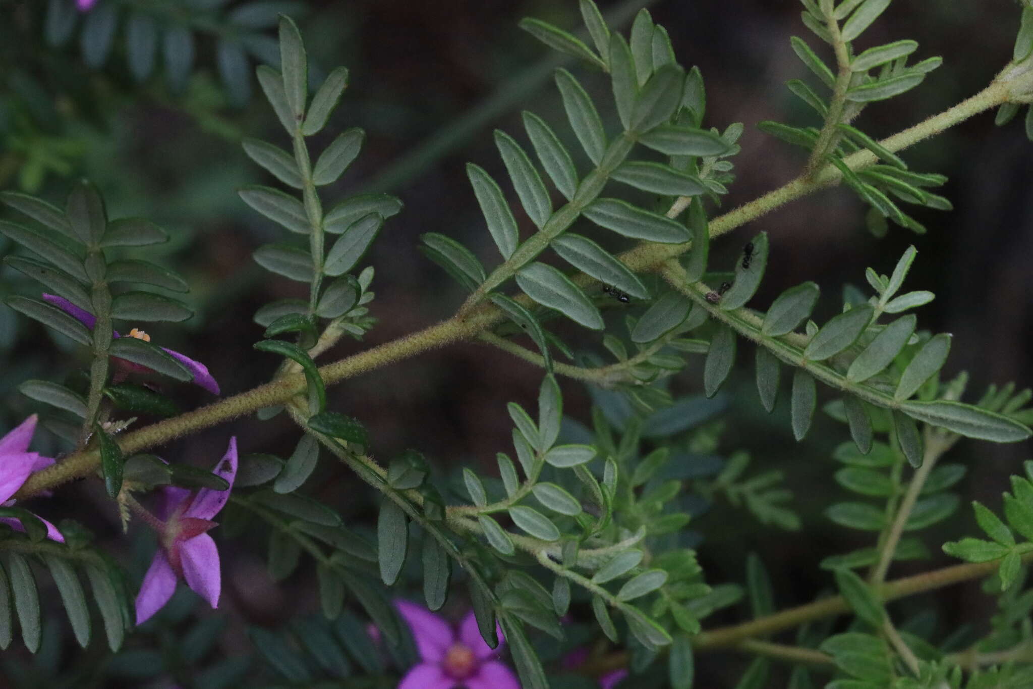 Image of Lovely Boronia