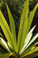 Image of Cordyline indivisa (G. Forst.) Endl.