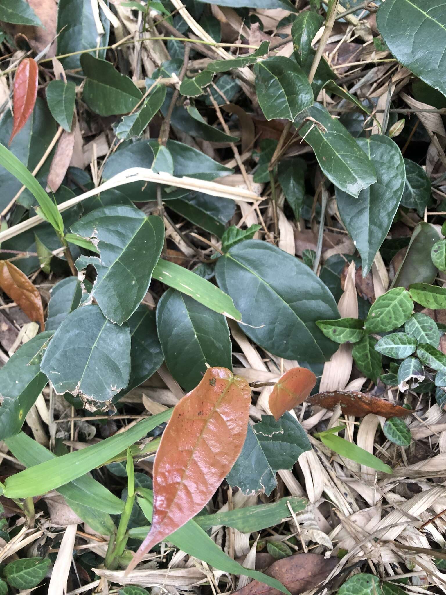 Image of Ficus sarmentosa var. nipponica (Franch. & Savatier) Corner