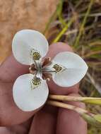 Moraea tricuspidata (L. fil.) G. J. Lewis resmi