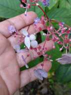 Imagem de Hydrangea densifolia (C. F. Wei) Y. De Smet & Granados