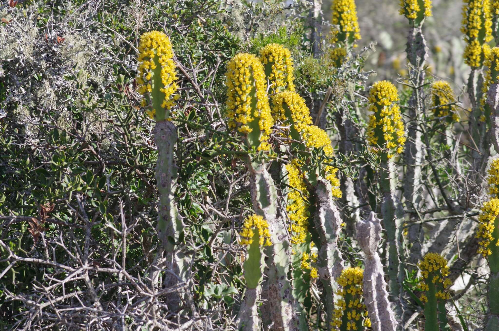 Euphorbia caerulescens Haw. resmi