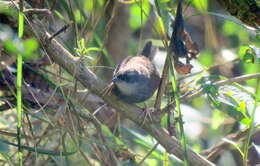 Image of White-browed Tapaculo