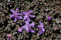 Imagem de Rhododendron nivale Hook. fil.