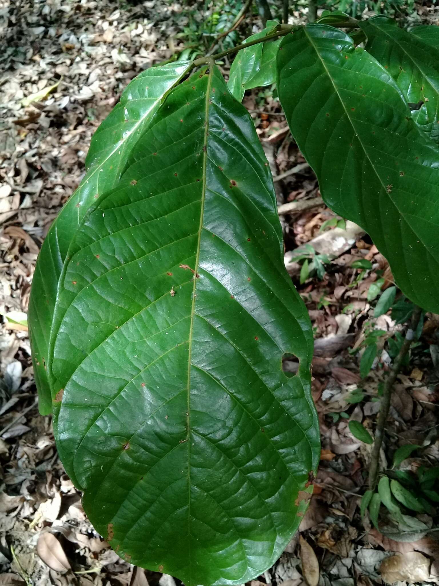 Image of Tachigali versicolor Standl. & L. O. Williams