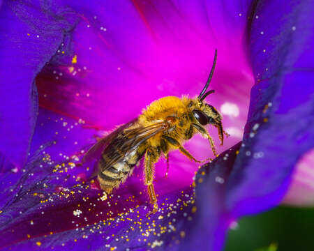 Image of Pruinose Squash Bee