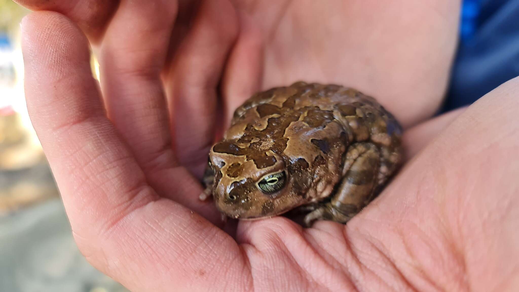 Image of Karoo Toad