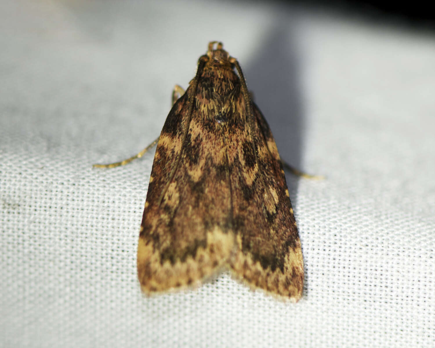 Image of Grease Moth