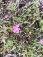 Hypocalymma robustum (Endl.) Lindl. resmi