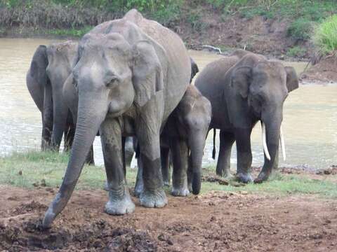 Image of Indian elephant