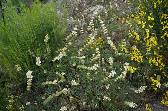 Слика од Lupinus luteolus Kellogg