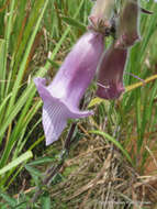 Image of African foxglove