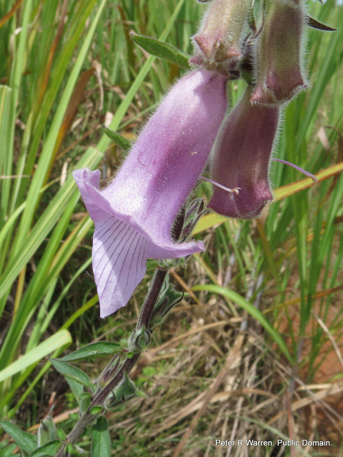 Image of African foxglove
