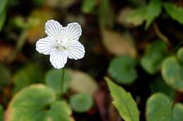 Image of Kidney-Leaf Grass-of-Parnassus