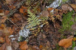 Image of spreading woodfern