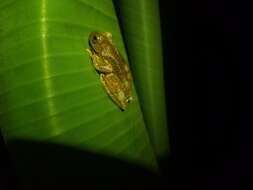 Image of Loquacious Treefrog