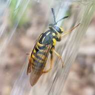 Sivun Sphecomyia vittata (Wiedemann 1830) kuva