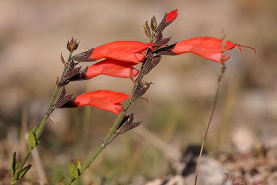 Image de Salvia oppositiflora Ruiz & Pav.