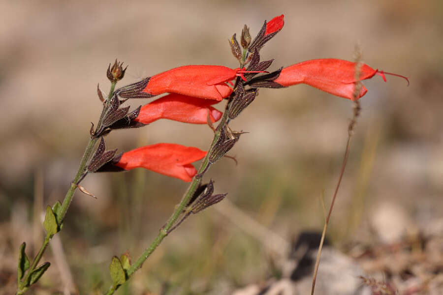 Sivun Salvia oppositiflora Ruiz & Pav. kuva