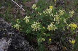 Sivun Astragalus crassicarpus var. trichocalyx (Nutt.) Barneby kuva