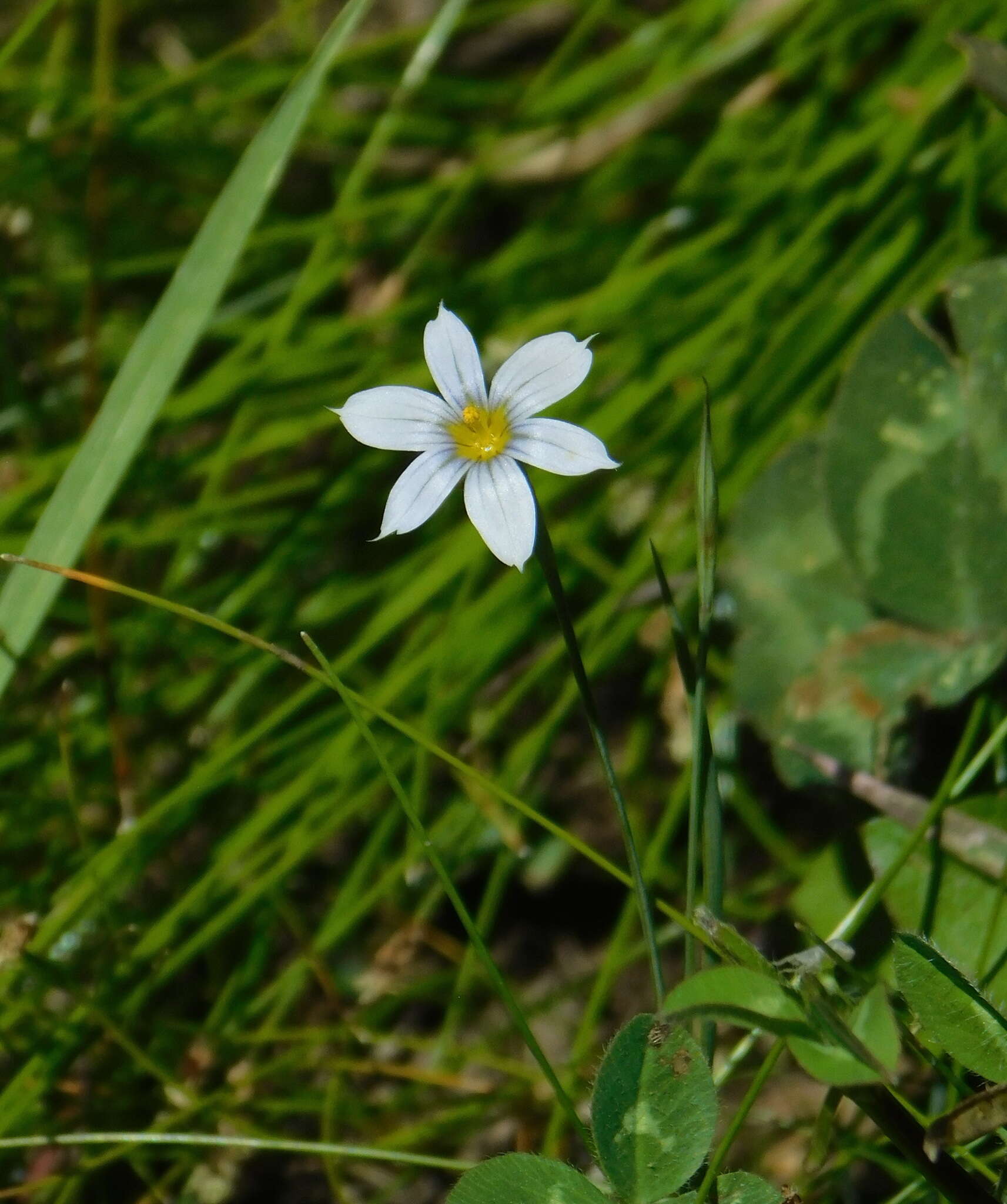 Image of Stiff Blue-Eyed-Grass