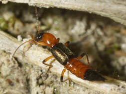 Image of Paederus (Heteropaederus) fuscipes Curtis 1826