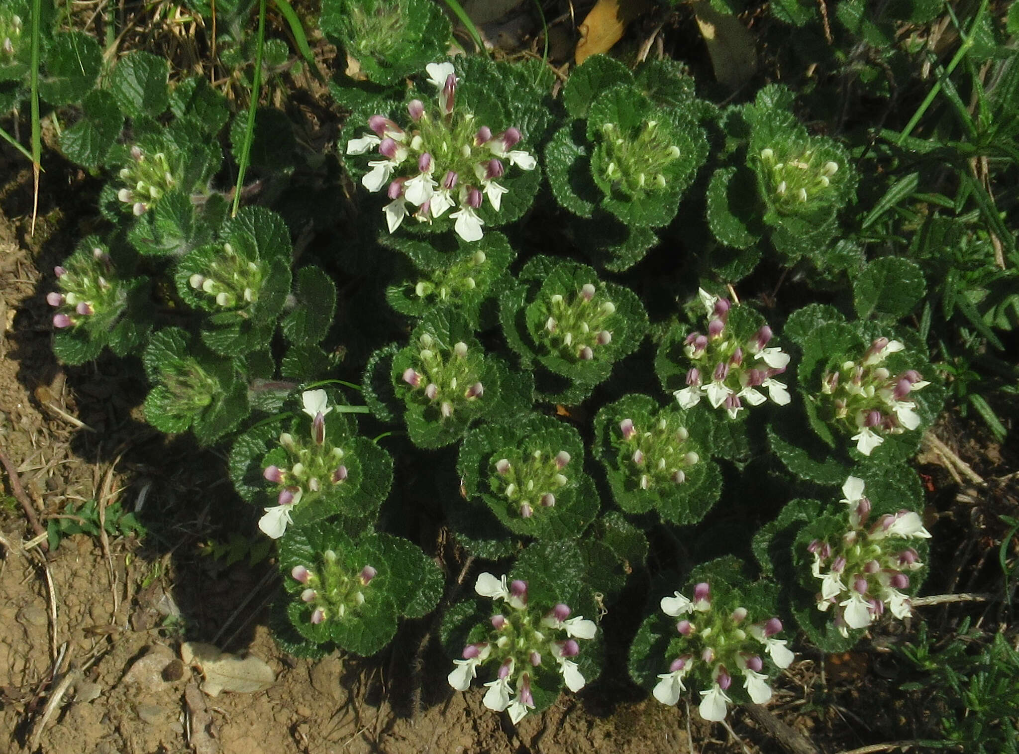 Image of Teucrium pyrenaicum L.