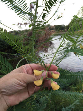 Image of bigpod sesbania