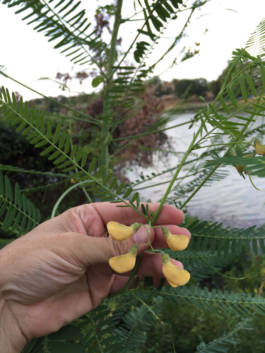 Image of bigpod sesbania