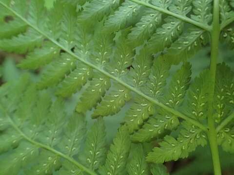 Athyrium asplenioides (Michx.) Desv. resmi