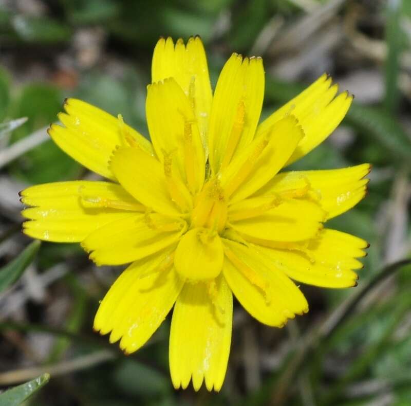 Image of Scorzoneroides microcephala (Boiss.) J. Holub