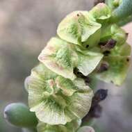 Image of rosy bluebush