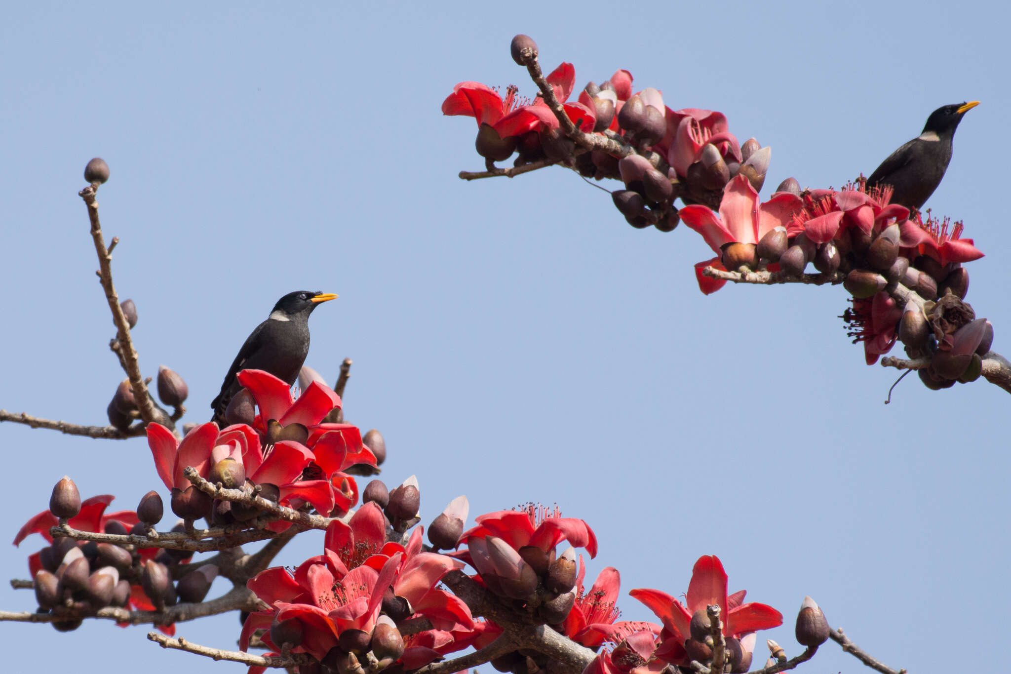 Image of Collared Myna