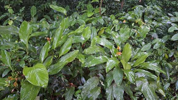 Image of Goeppertia elliptica (Roscoe) Borchs. & S. Suárez