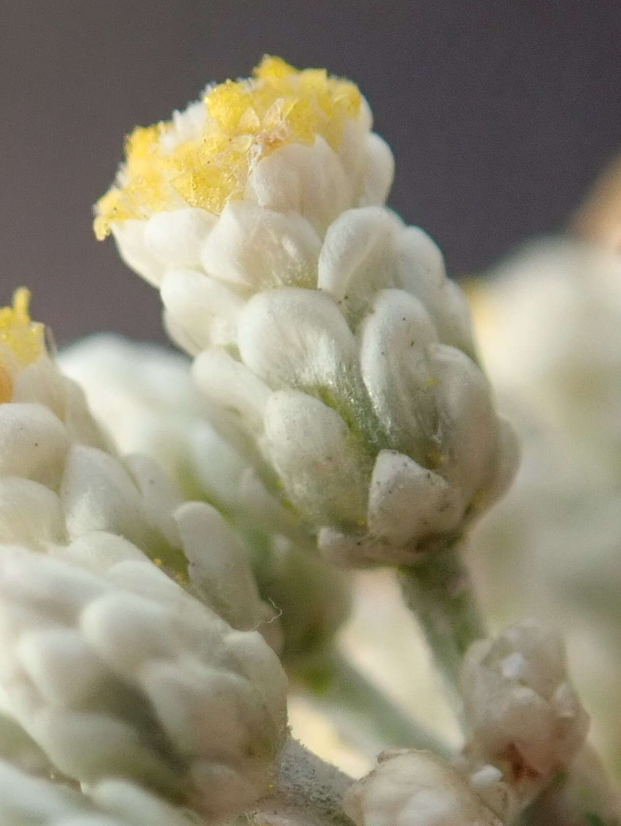 Image of Helichrysum zeyheri Less.